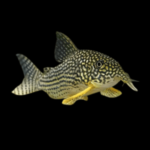 Sterbae Corydoras (2 - 2,5 Cm)