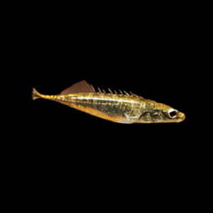 Three Spined Stickleback 3cm X 10