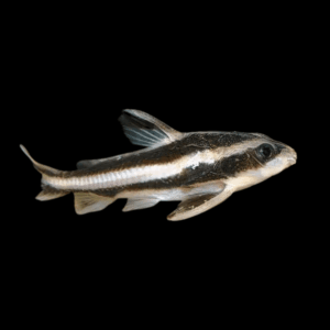 Striped Raphael Catfish (2,5 - 3 Cm)