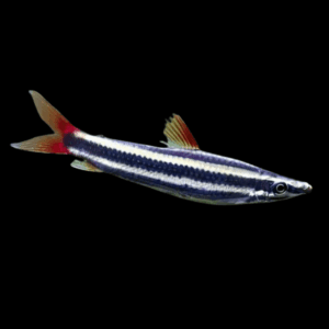 Striped Headstander (6 - 8 Cm)