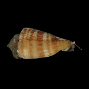 Strombus Luhuanus - M