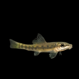 Sucking Loach (4 - 5 Cm)