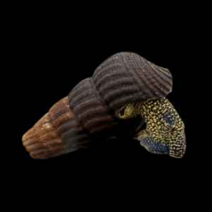 Sulawesi Yellow Spot Snail (4 - 6cm)