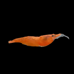 Sakura Orange Shrimp (1 - 1,5 Cm)