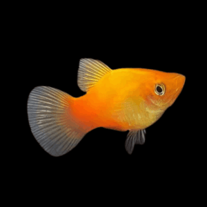 Sunset Platy (2 - 2,5 Cm)