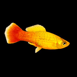 Sunset Platy (3 - 4 Cm)