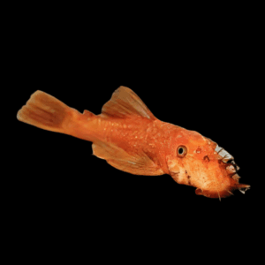 Super Red Bristlenose Pleco (2,5 - 3 Cm)