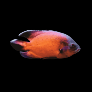 Oscar (13 - 15 Cm)