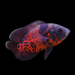 Tiger Oscar (4 - 5 Cm)