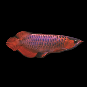 Malaysian Super Red Violet Fusion Arowana Scleropages Formosus 20cm
