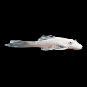 Snow White Bristlenose Pleco (2,5 Cm)