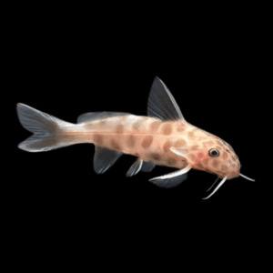 Petricolor Pink Synodontis Catfish (2 - 3 Cm)