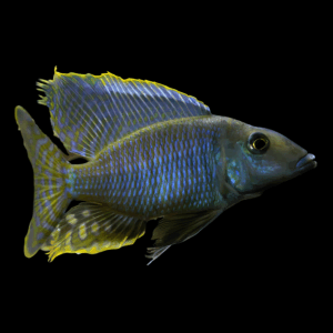 Taeniolethrinops Furcicauda Cichlid (4 - 5 Cm)