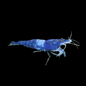 Bee Blue Bolt Taiwan Shrimp (1 - 1,3 Cm)