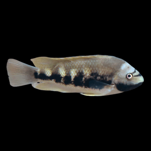 Siebold'S Cichlid (5-6 Cm)