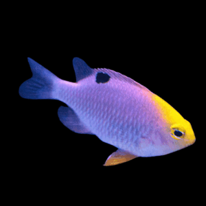 Talbots Sunface Damselfish - M