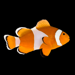 Anemone Clownfish - M
