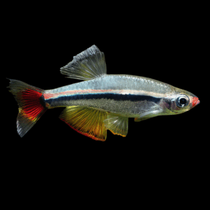 Vietnamese Cardinal Minnow (2 - 2,5 Cm)