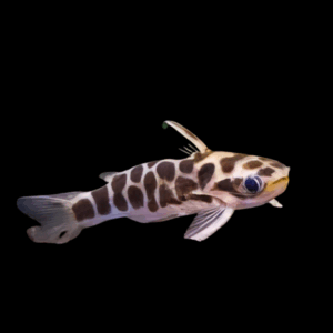 Honeycomb Driftwood Catfish (2,5 - 3 Cm)