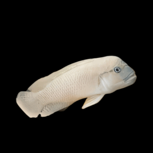 Telmatochromis Temporalis Cichlid (4 - 5 Cm)