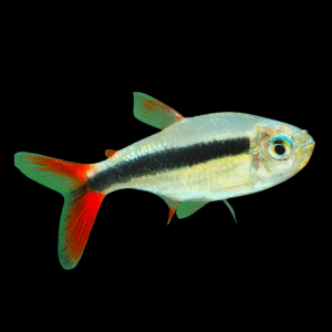 Red Fin Penguin Tetra (2,5 Cm)