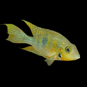 Yellow Cichlid (4 - 5 Cm)