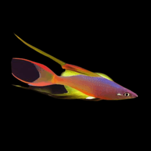 Thread Fin Rainbow Fish (2,5 - 3 Cm)