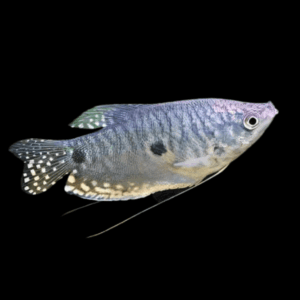 Blue Gourami (2 - 3 Cm)