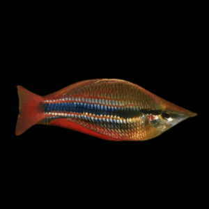 Banded Rainbow Fish (4 - 6 Cm)