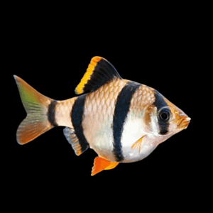 Tiger Barb (2,5 - 3 Cm)