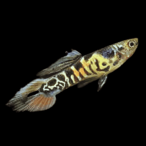 Tiger Endler (1,5 - 2,5 Cm)