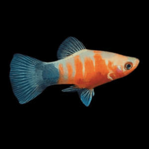 Red Tiger Platy (3 - 4 Cm)