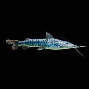 Tiger Shovelnose Catfish (10 Cm)