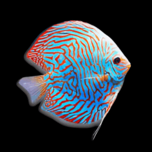 Brilliant Turquoise Discus (10Cm (12,5Cm))