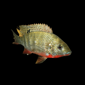 Red Brest Tilapia (4 - 5 Cm)