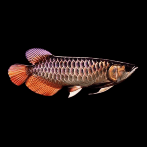 Malaysian Tong Yang Arowana Scleropages Formosus 20cm