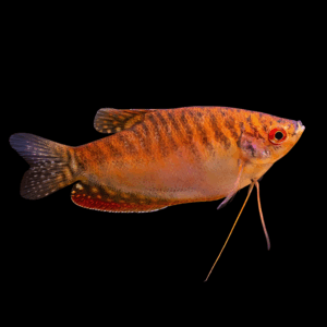 Red Three Spot Gorami (4 - 5 Cm)