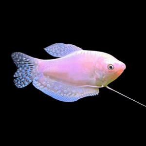 Platinum Golden Gourami (6 - 7 Cm)