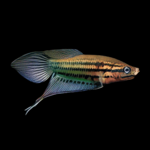 Croaking Gourami (2 - 3 Cm)