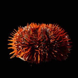 Gratilla - MULTICOLOR SEA URCHIN