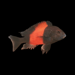Tropheus Moorii Orange Bemba (3,5 - 4 Cm)