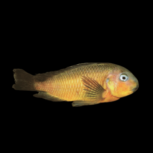 Tropheus Brichardi Namansi Gold (3 - 4 Cm)