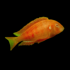 Tropheus Chipimba Albino (4 - 5 Cm)