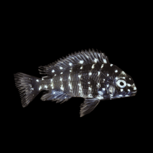 Tropheus Duboisi (2,5 - 3,5 Cm)