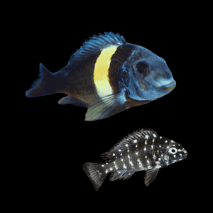 Tropheus Duboisi Maswa (2 - 3 Cm)