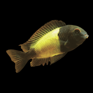 Tropheus Moorii Ikola (3 - 4 Cm)