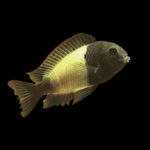 Tropheus Moori Kiriza (3,5 - 4 Cm)