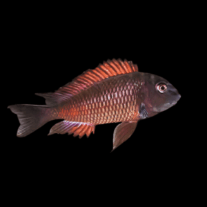 Tropheus Moliro (4,5 - 5,5 Cm)
