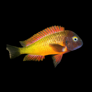 Tropheus Moorii Double Orange (7 - 9 Cm)
