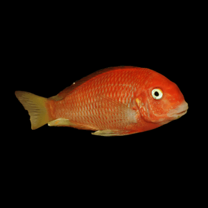 Tropheus Red Bishop (5 - 7 Cm)